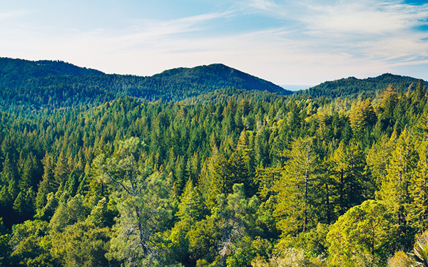 无人机 “展翅” 林业领域，智慧守护绿水青山